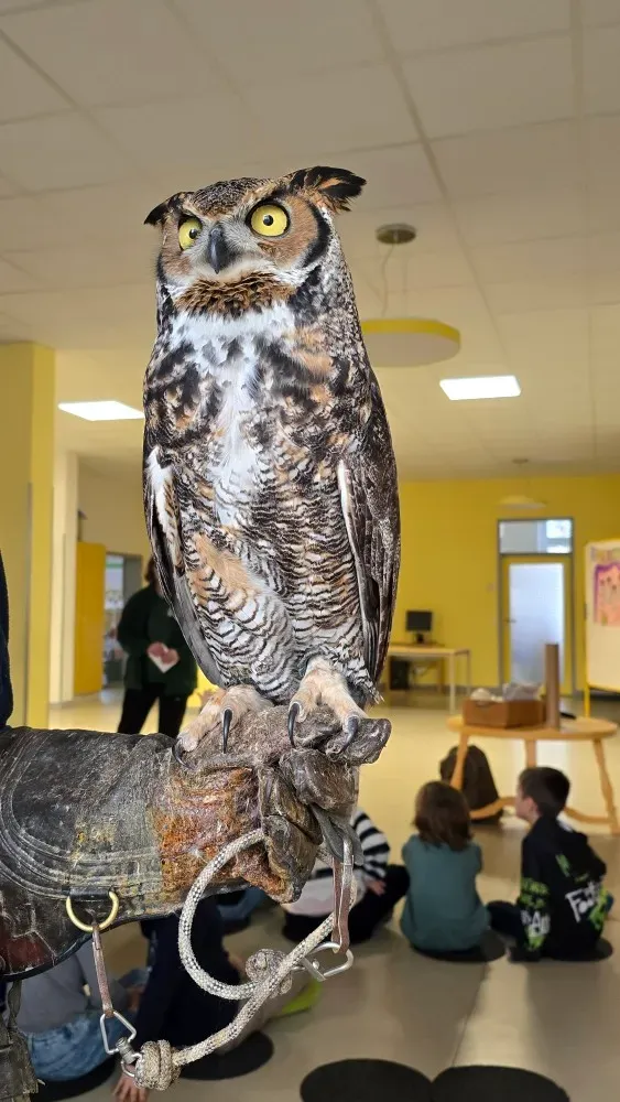 Vir­gi­nia-Uhu Otto